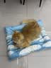 乐优派宠物冰垫猫窝猫垫狗垫夏季凉席凉垫子冰窝防水 方形65*50cm 实拍图