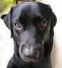 Orijen渴望狗粮 成犬幼犬无谷天然鸡肉进口全价通用犬粮11.4kg效期26/12 实拍图