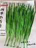 ldeal理想农业 四季小香葱种子阳台盆栽种植蔬菜种籽小葱种子 约1500粒 实拍图