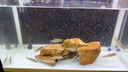 宠翰细菌屋滤材水族底滤石英纳米硝化细菌屋陶瓷环鱼缸净水过滤材料 实拍图