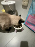 网易严选全价猫粮4.0 宠物主粮成幼猫无谷鲜肉美毛护肠胃 鸡鸭禽肉味10kg 实拍图
