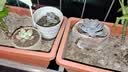 泰西丝多肉盆栽植物桌面绿植摆件组合四季好养耐旱喜阳肉肉盆景源头直发 实拍图