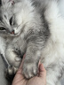 网易严选全价猫粮4.0 宠物主粮成幼猫无谷鲜肉护肠胃 鸡肉羊奶味1.5kg*4袋 实拍图