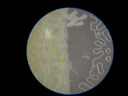 科学罐头（Science  can）六一儿童节礼物显微镜生日学生便携男女孩6-12岁益智玩具户外礼盒 实拍图