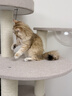 兽牌森林猫爬架大型猫树猫窝一体豪华剑麻猫架太空舱缅因大猫四季适用 森林【经典款】 实拍图