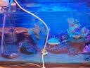 疯狂水草孔雀鱼活体水族宠物观赏鱼冷水耐活小型热带鱼淡水鱼苗 【3CM左右】精品孔雀鱼B 共8条 实拍图