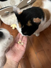 LOVIDOVI洛卫家抗过敏蛋片 猫粮伴侣 防猫毛过敏 减少过敏原 成猫幼猫通用90g 实拍图