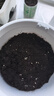 史丹利彩色陶粒垫底养花专用水培花盆种花颗粒铺面园艺土陶土粒球3斤 实拍图