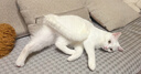 宠幸【大桶装】宠幸猫零食猫冻干桶猫咪狗狗零食幼猫成猫粮伴侣鸡胸肉 【大口吃肉】鸡胸肉冻干桶500g 实拍图