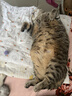 皇家幼猫猫粮 幼猫奶糕 K36 通用粮 4-12月 10KG 实拍图
