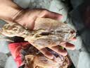 北海印象【北海产地】鱿鱼干A3 500g 淡干烧烤手撕芥末干货 源头直发包邮 实拍图