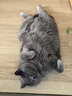 皇家泌尿道处方猫粮LP34稀释尿液溶解鸟粪石成猫全价处方粮配方粮6KG 实拍图