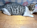 皇家幼猫猫粮 幼猫奶糕 K36 通用粮 4-12月 2KG 实拍图