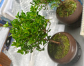 八芽 小叶赤楠盆景摆件室内绿植花卉盆栽老桩客厅办公室桌面好养植物 （【热销款】舍得紫砂盆赤楠+苔藓+底座） 实拍图
