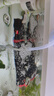 森森鱼缸石英加热棒200W款适用30-60L自动恒温水族箱加热器离水断电 实拍图