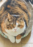 麦富迪猫粮 超肉粒冻干双拼成猫粮美毛护肠胃 三文鱼2kg 实拍图