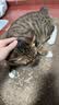 皇家室内成猫粮 I27 通用粮 12月以上 2KG 实拍图