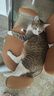 皇家成猫猫粮 营养均衡 F32 通用粮 1-7岁 2KG 实拍图