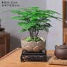 花翁文竹盆栽绿植物室内客厅中式禅意盆景办公室摆件高端花卉源头直发 实拍图