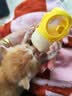 欢宠网猫奶瓶猫咪宠物幼猫幼犬喂奶神器奶嘴喂水喂药器猫咪狗狗小猫小狗 实拍图