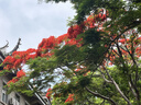 欧帝尔（Odear）网球passion air系列网球耐打高弹训练比赛罐装网球 passion 1罐 4粒装 实拍图