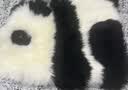AusGolden澳洲进口羊毛皮M系列斑布熊猫坐垫地垫办公椅垫舒适沙发坐垫靠垫 斑布熊猫（澳洲羊毛） 实拍图