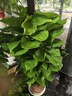叹为观止大型植物发财树各种大颗盆栽开业乔迁客厅办公室内好养大型花卉 大叶绿萝【1.2-1.4米】 含盆 实拍图