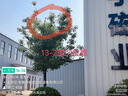 【全网爆款】手动UV折叠雨伞男女晴雨伞两用防晒遮阳黑胶伞 【新人福利】7骨 纯色随机无黑胶 实拍图