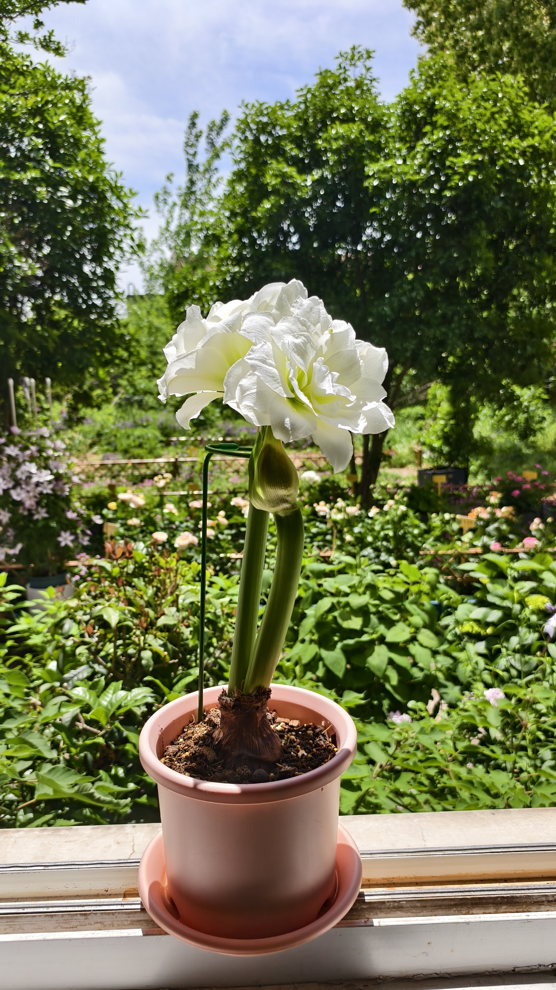 爱丽思（IRIS）Deepot花盆加厚树脂控根圆口绿萝绣球月季多肉发财树塑料加仑花盆 5号浅绿色(口径约17cm)约2L 实拍图