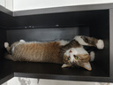 Orijen渴望猫粮 成猫幼猫粮 全价通用原味鸡肉进口5.4kg【临期】26/7 实拍图