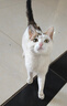 licheers猫碗陶瓷猫粮双碗斜口不黑下巴宠物幼猫咪吃饭食盆喝水喂食一体 实拍图