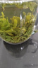 一杯香茶叶高山云雾绿茶500g2026新茶明前日照足礼盒装自己喝散装茗茶 实拍图