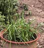 大禹韭菜根苗新根紫红根大叶韮菜移栽根种子四季寿光本地老品种蔬菜 寿光紫红根宽叶韭菜根苗200棵+肥2包 紫根不明显 实拍图