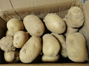 【今年新货】黄心土豆新鲜当季农家自种沙地粉糯黄心鲜土豆马铃薯 【黄皮土豆现挖新货】带箱9-10斤 实拍图