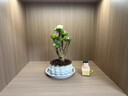 花翁室内客厅多肉绿植物花卉盆栽玉锦金钱木老桩（白莲花盆）源头直发 实拍图