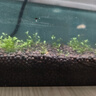 尼奥光（NEO-HELIOS）鱼缸灯水草灯LED灯S3pro+RGB植物光谱 【二代】8W新款尼奥S3pro【高亮自然】 实拍图