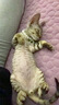 领先烘焙猫粮鲜鸡肉羊奶低温无谷幼成猫猫粮1.5kg*5（新老款随机发） 实拍图
