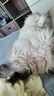 麦富迪猫粮 冻干鲜粮高蛋白成幼猫粮美毛亮毛 三文鱼鸡肉1.8kg 实拍图