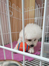 HELLOJOY狗狗玩具宠物小狗自嗨解闷神器磨牙耐咬发声幼犬中型小型犬橄榄球 实拍图