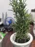 柠檬薄荷盆栽可食用迷迭香薄荷叶苗驱蚊草水培好养花卉室内绿植物 中盆薄荷+中盆迷迭(早安盆)+2营养液 含盆 实拍图