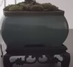花行榜文竹盆栽绿植物室内客厅中式禅意盆景办公室摆件高端花卉源头直发 实拍图