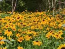 Lvbai厕所小便池三角芳香块 商场写字楼卫生间卫生球除味净化清洁10个 实拍图