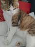财咪宠物猫咪贫血产后术后恢复狗狗食欲不佳补血补铁护肝口服液100ml 实拍图