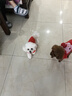 拜达尔猫咪幼猫0乳糖羊奶粉200g狗狗幼犬绵羊奶宠物新生全阶段康复营养 实拍图