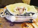 阿飞和巴弟猫粮E76纯享版 猫粮10kg 猫粮品牌十大排行成猫幼猫通用20斤批发 【超值套装】5kg（10斤装） 实拍图