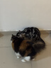 海乐妙猫咪体内驱虫药2-8kg（一片装）成猫打虫药防治寄生虫猫用 实拍图