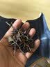 六妙白茶2019年老树寿眉福鼎老白茶大份量口粮茶茶叶散茶自己喝 19年老寿眉 500g*1盒 实拍图