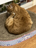 素力高（SolidGold）猫粮金素鸡 成猫幼猫进口高蛋白3磅/1.36kg 实拍图