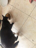 伟嘉猫粮 宠物成猫粮海洋鱼味300g单包尝鲜装 实拍图