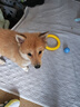 欢宠网宠物狗狗玩具小狗耐咬磨牙球飞盘拉环边牧幼犬大型犬自嗨解闷神器 实拍图